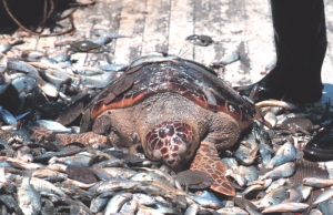 This Loggerhead sea turtle was unfortunate bycatch of fishing nets.