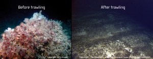 Trawling of the seafloor is one practice that severely depletes the biodiversity of aquatic ecosystems.