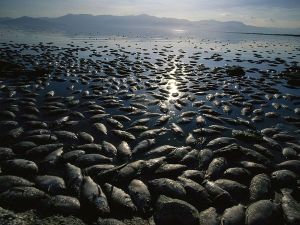 The mass die-off of fish in the Salton Sea was due to eutrophication.