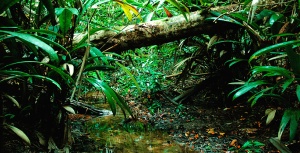 The Amazon Rain Forest is one of the most biologically diverse environments in the world.
