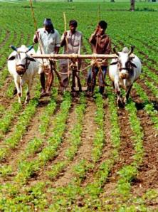 Subsistence farmers in Bhopal work on their fields planted with soya bean crop.