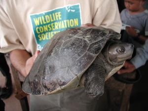 New York based Wildlife Conservation Society rediscovered a rare species of turtle in Cambodia