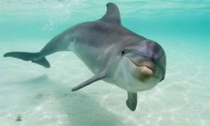 The Bottlenose Dolphin is an example of one species protected by the Migratory Species Act.