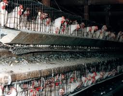 An example of a factory farm that crams chickens into small living quarters, an ethically questionable practice.