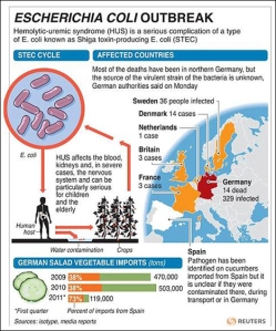 A graphic explaining the outbreaks of E. Coli in Germany. The bacteria, originating in the guts of cows, is found in produce when feedlot waste contaminates irrigation water.