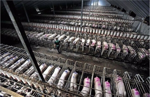 A Factory Farm for pigs 
