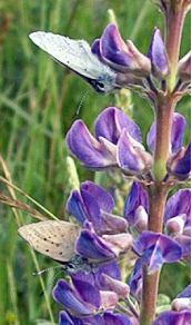 The endangered Fender's blue butterfly and its host plant, the threatened Kincaid's lupine are two species protected under the act