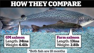 GMO salmon compared to the farmed salmon are extremely large. 