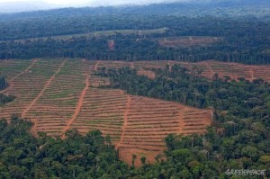 An oil palm nursery in Cambodia has been created on previously protected rain forest land.