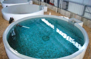 A recirculating aquaculture tank houses young fish