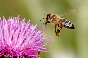 Honey bees provide a priceless service of pollinating most of the crops that we use to sustain our food supply