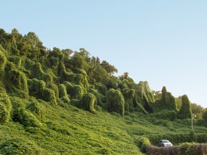 The kudzu, though a commonly seen plant in the southern United States, is an invasive species