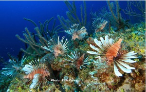 Lion Fish have invaded the  North East Atlantic off of the coast of Florida and other states, unfortunately out-competing native species.