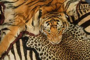 Beautiful Tiger skins such as these are extremely valuable, but also taken at the extreme expense of an endangered species and its habitat
