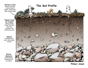 This soil profile shows the layers of healthy soil, which generally take centuries to be created.
