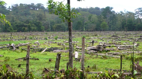 Deforestation in Costa Rica is considered to be terrible due to the vast biodiversity that inhabits it